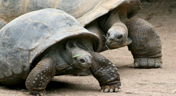 Mauritius Schildkröten Foto iStock Shooter1247